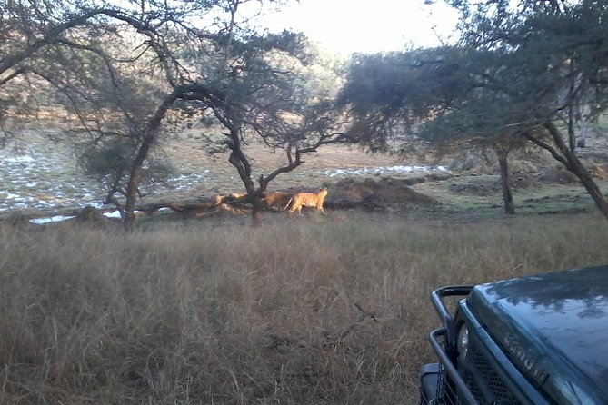 Ranthambhore National Park - Booking Details and Reviews