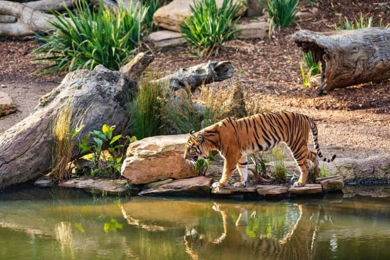 Ranthambhore: Ranthambhore Tiger Reserve Booking - The Sum Up: Is This Tour Worth It?