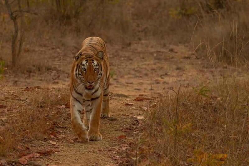 Ranthambhore: Ranthambhore Tiger Reserve Booking - FAQs