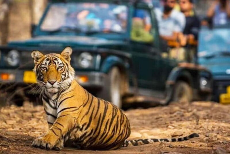 Ranthambhore: Ranthambhore Tiger Reserve Booking - Authentic Insights from Reviewers