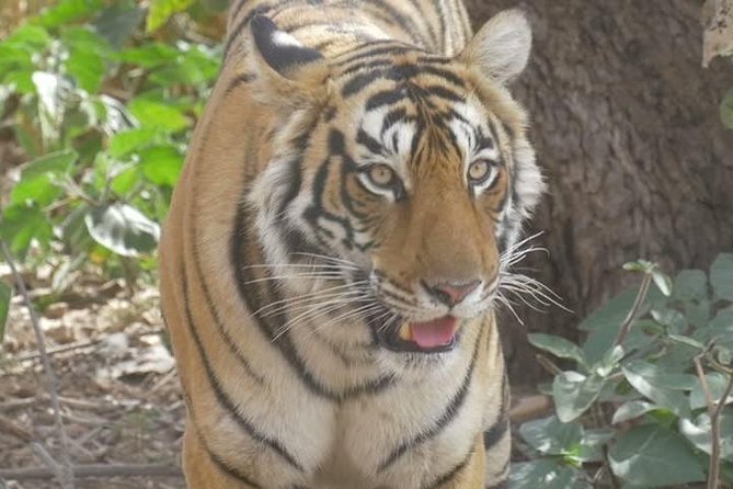 Ranthambore Canter Safari for Indian Nationals (Feb ) - Safari Experience Overview