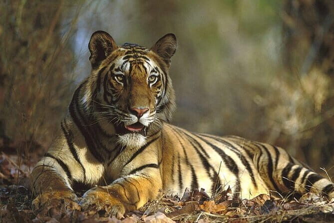 Ranthambore Day Trip from Jaipur with Tiger Safari - An In-Depth Look at the Ranthambore Day Trip Experience