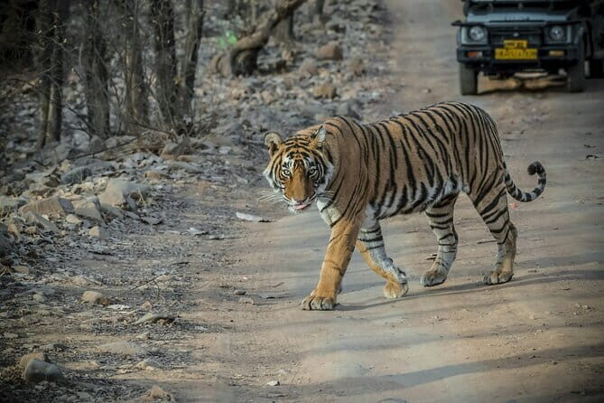 Ranthambore Day Trip from Jaipur with Tiger Safari - FAQ