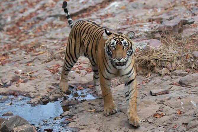 Ranthambore Day Trip from Jaipur with Tiger Safari - The Return Journey