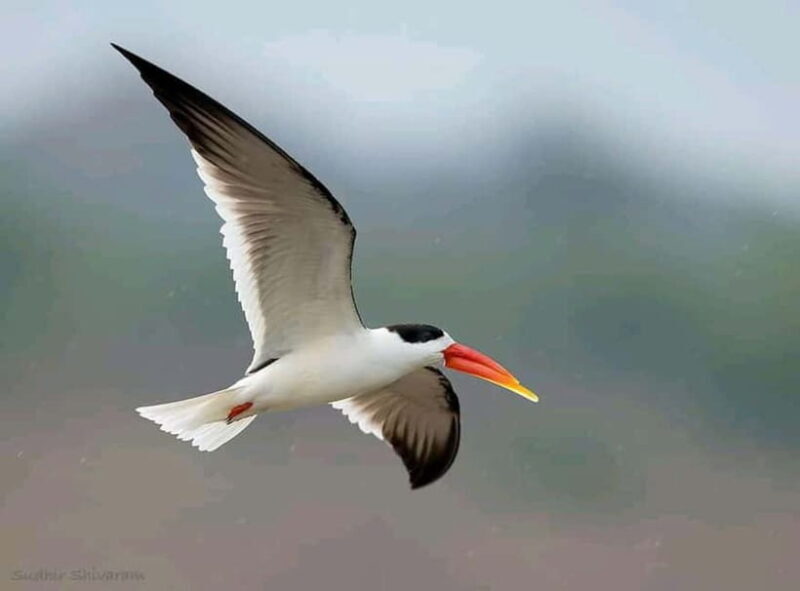 Ranthambore Gharial Sanctuary and Chambal Safari by boats. - Good To Know