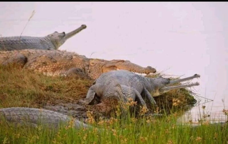 Ranthambore Gharial Sanctuary and Chambal Safari by boats. - Who Will Love This Tour?