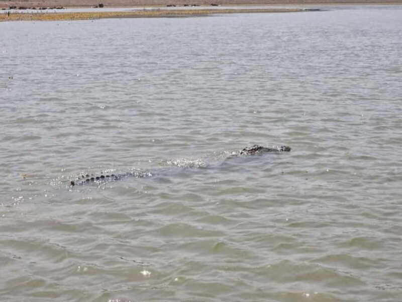 Ranthambore Gharial Sanctuary and Chambal Safari by boats. - FAQ