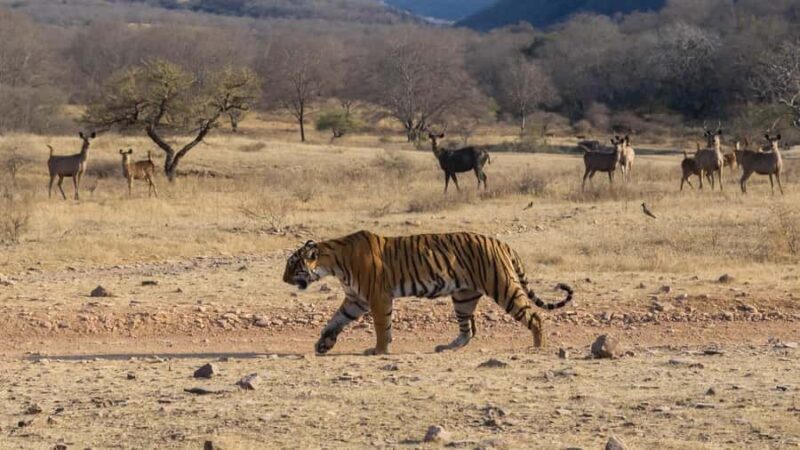 Ranthambore: Jeep Safari - Tiger Reserve & Wildlife Sights - Good To Know