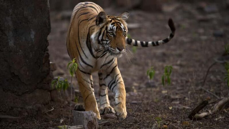 Ranthambore: Jeep Safari - Tiger Reserve & Wildlife Sights - The Experience: What to Expect on Your Safari