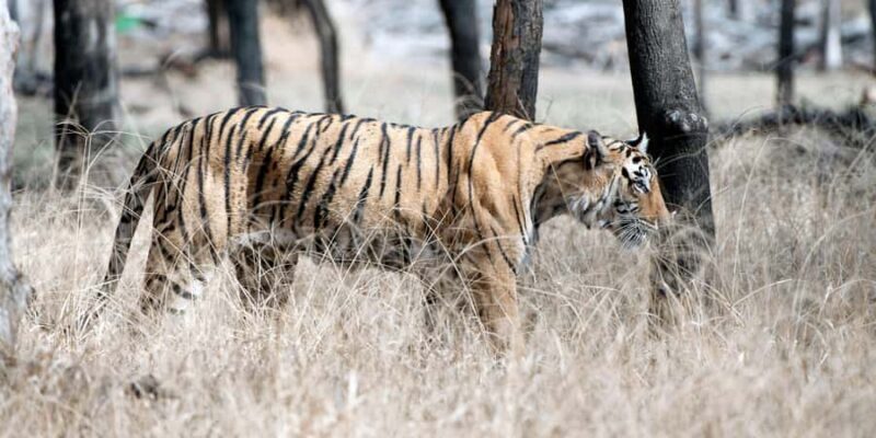 Ranthambore: Jeep Safari - Tiger Reserve & Wildlife Sights - Who Should Consider This Safari?