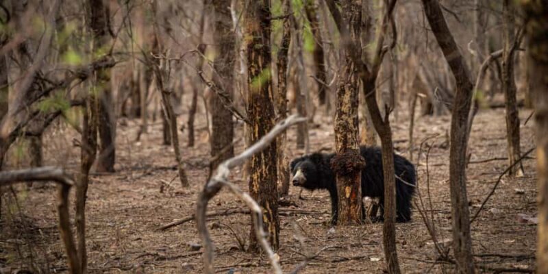 Ranthambore: Jeep Safari - Tiger Reserve & Wildlife Sights - The Sum Up: Is the Ranthambore Jeep Safari Worth It?