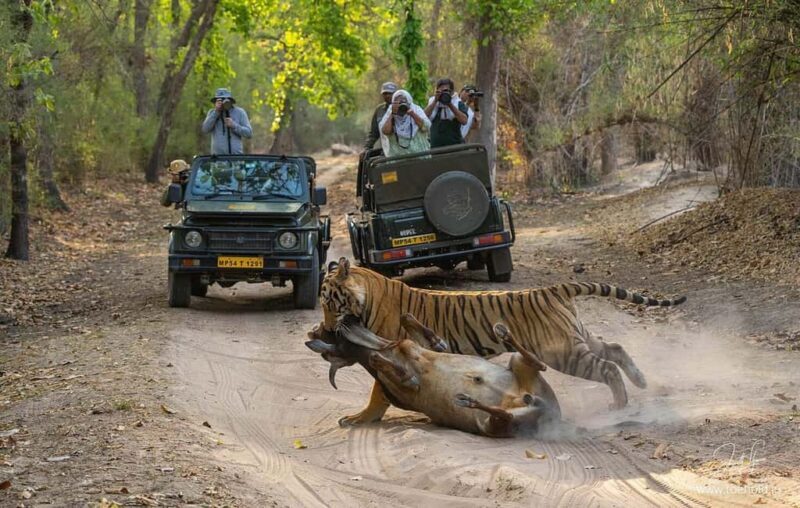 Ranthambore Jungle Safari : Sharing Safari for prime zones - Good To Know