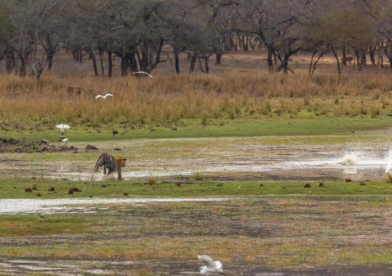 Ranthambore Jungle Safari : Sharing Safari for prime zones - Introduction: What to Expect from the Ranthambore Shared Safari