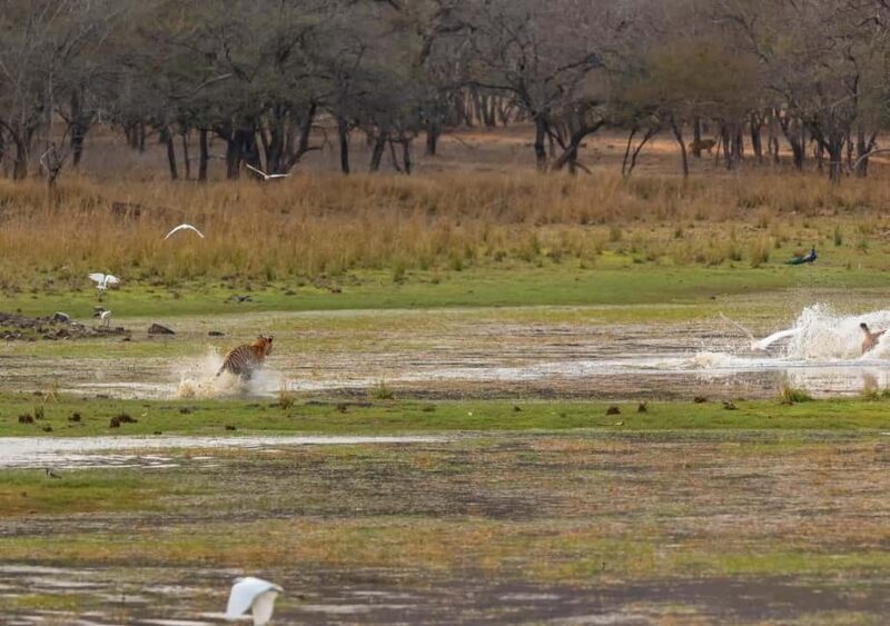 Ranthambore Jungle Safari : Sharing Safari for prime zones - Final Thoughts: Is It Worth It?