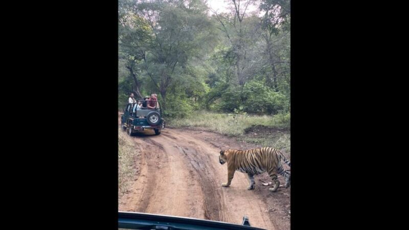 Ranthambore Jungle Safari Trip from Jaipur by Car and Ticket - Good To Know