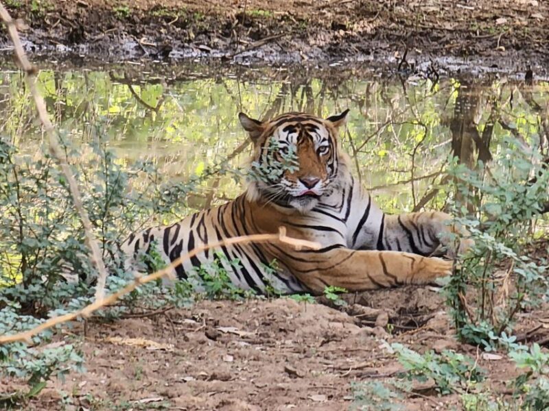 Ranthambore Jungle Safari Trip from Jaipur by Car and Ticket - An In-Depth Look at the Ranthambore Day Trip