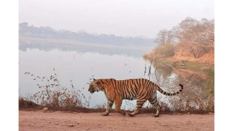 Ranthambore Jungle Safari Trip from Jaipur by Car and Ticket - FAQ