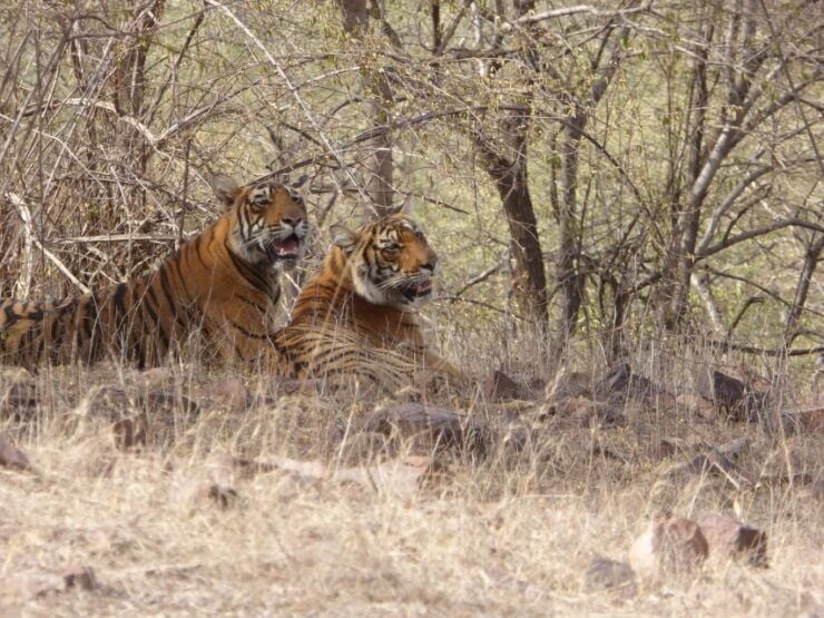 Ranthambore National Park - Wildlife and Nature Exploration