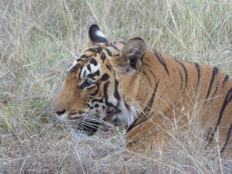 Ranthambore National Park - Royal Bengal Tigers and Other Wildlife