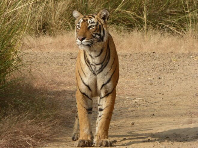 Ranthambore National Park - Thrilling Wildlife Beauty