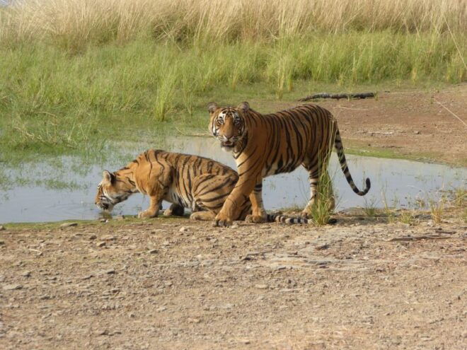 Ranthambore National Park - Parks Wildlife Exploration
