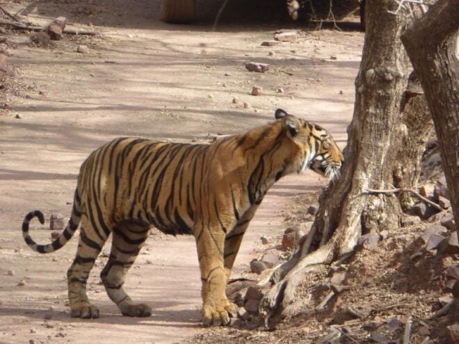 Ranthambore National Park - Experiencing the Jungle Atmosphere