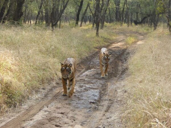 Ranthambore National Park - Customized Itineraries for Visitors