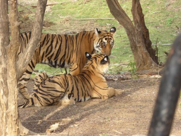 Ranthambore National Park - Understanding Unpredictability of Nature