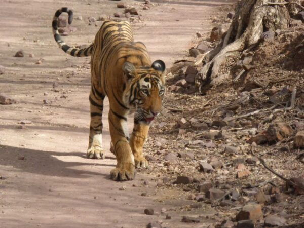 Ranthambore National Park - Common Questions