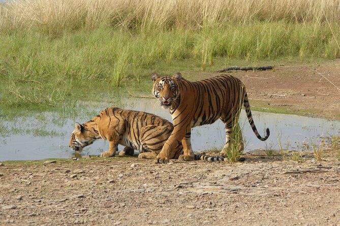 Ranthambore National Park - Best Time to Visit