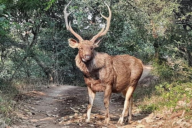 RANTHAMBORE NATIONAL PARK (3 Nights /4 Days) - Good To Know