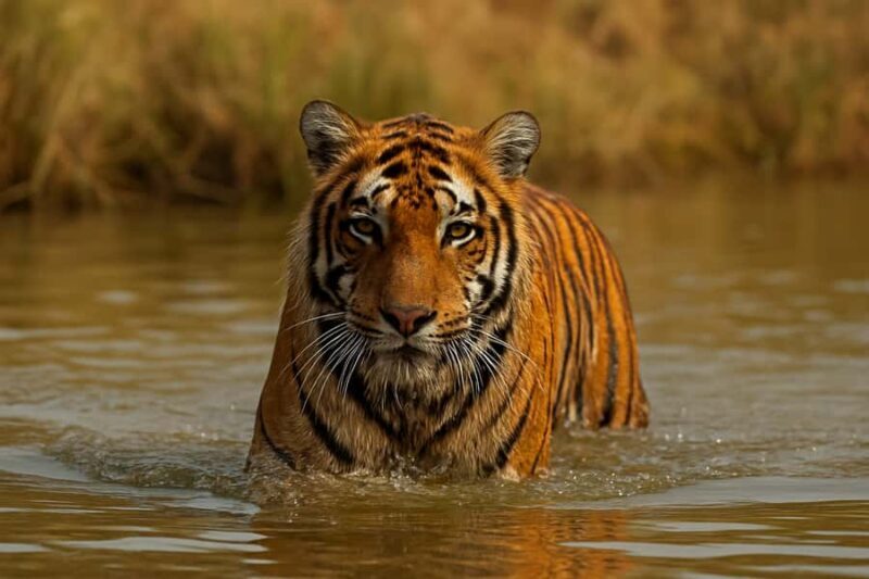 Ranthambore National Park: canter safari ticket with guide - Why This Safari is a Great Choice