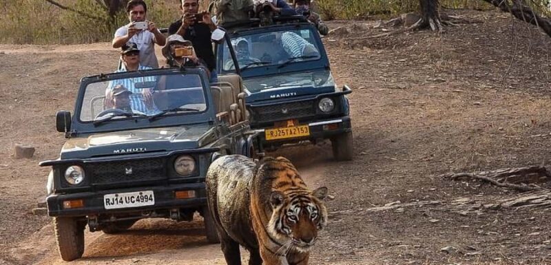 Ranthambore National Park: canter safari ticket with guide - FAQ