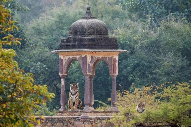 Ranthambore National Park: Canter Safari Ticket with Pickup - An In-Depth Look at Ranthambore’s Safari Experience