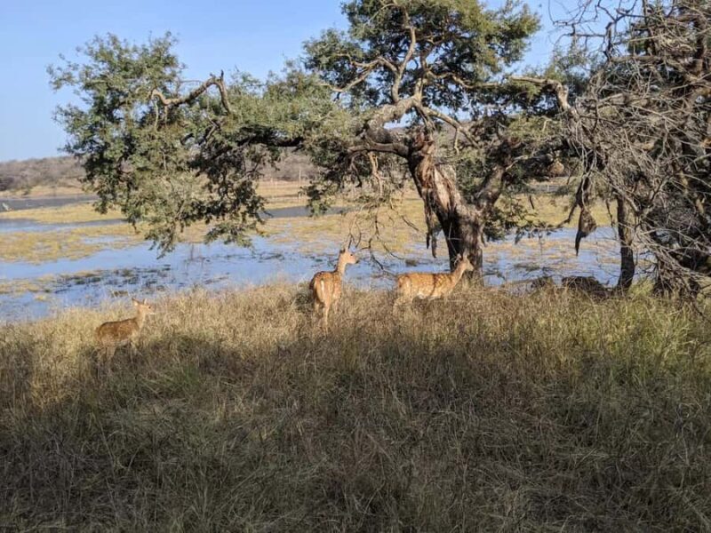 Ranthambore National Park: Canter Safari Ticket with Pickup - Summary: Is This Tour Worth It?