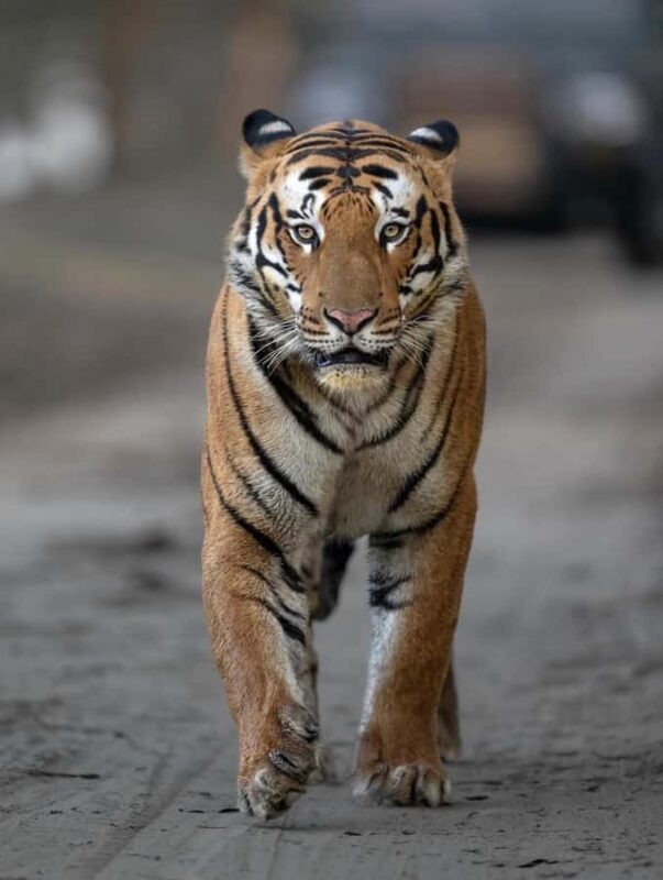 Ranthambore National Park Jeep Safari with & Expert Guide - Who Should Consider This Tour?