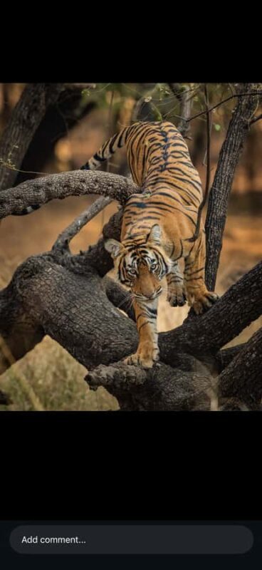 Ranthambore National Park Jeep Safari with & Expert Guide - FAQ