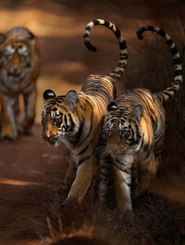 Ranthambore National Park Premium Jeep Safari with Guide - Introduction