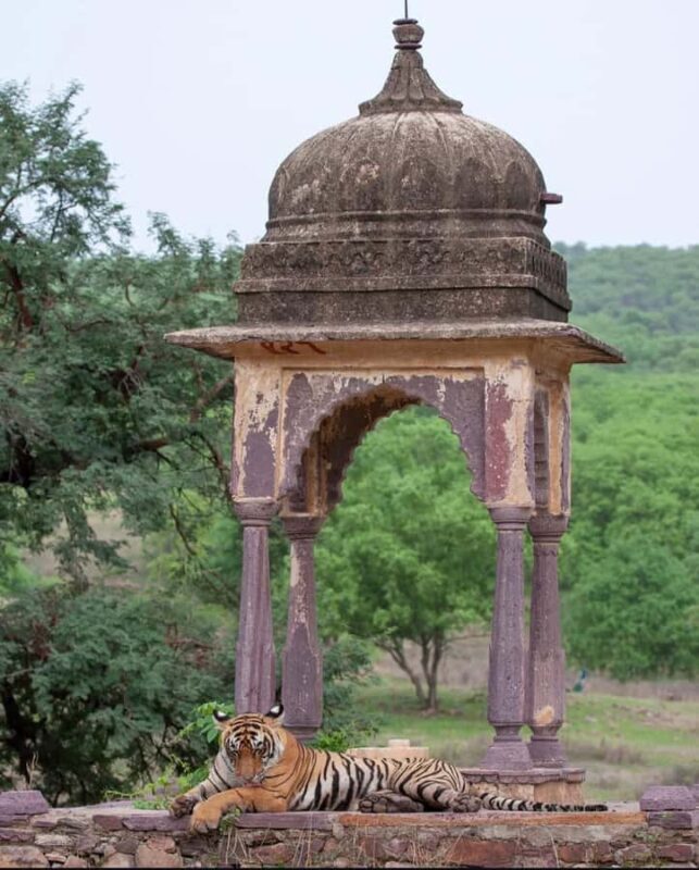 Ranthambore National Park Premium Jeep Safari with Guide - Who Will Appreciate This Safari?