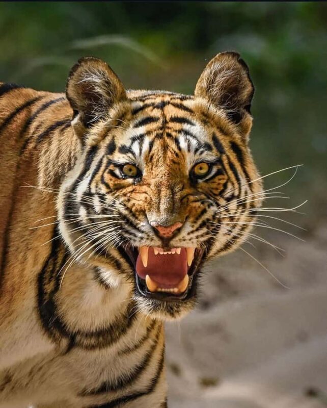 Ranthambore National Park: private gypsy Safari with Guide - An In-Depth Look at the Safari Experience