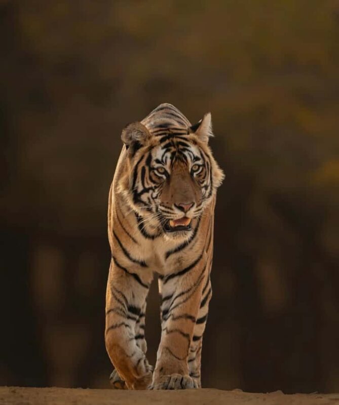 Ranthambore National Park: private gypsy Safari with Guide - Good To Know