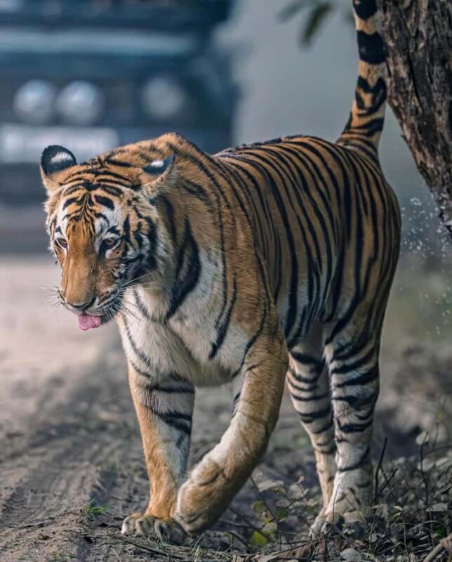 Ranthambore National Park: private gypsy Safari with Guide - Frequently Asked Questions