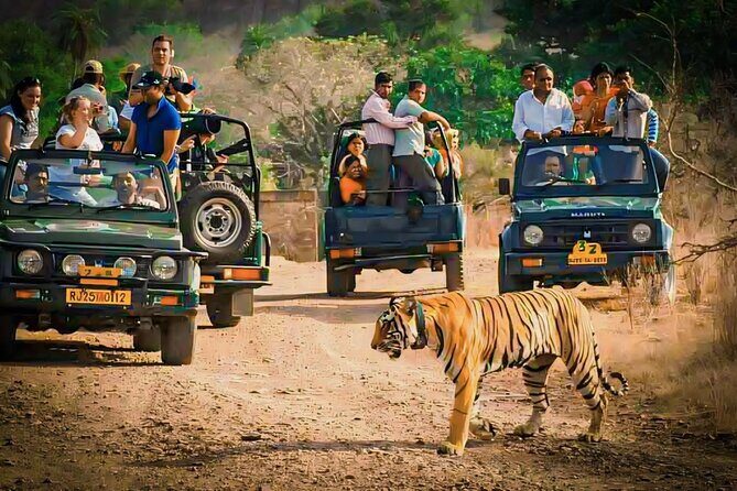 Ranthambore National Park Private Jeep Safari All inclusive - Unpacking the Experience: What to Expect on Your Ranthambore Private Safari