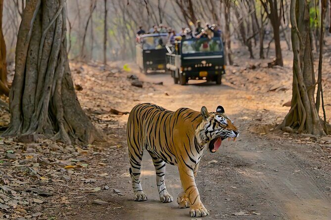 Ranthambore National Park Private Jeep Safari All inclusive - Final Thoughts