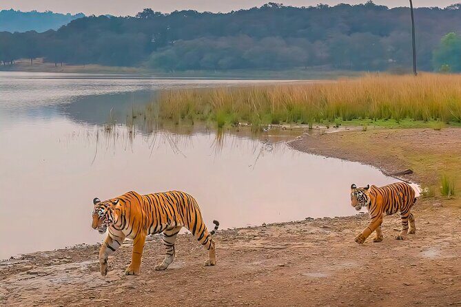 Ranthambore National Park Private Jeep Safari All inclusive - Cost & Value Analysis