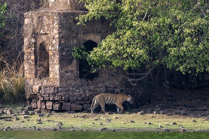 Ranthambore National Park Private Jeep Safari All inclusive - The Sum Up