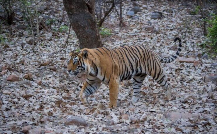 Ranthambore National Park Safari Booking - Activity Description