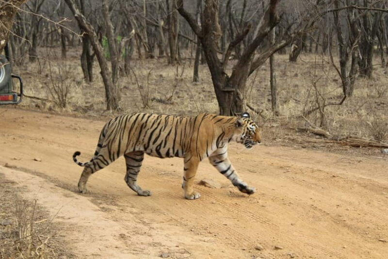 Ranthambore National Park: Safari Ticket with Pickup Option - In-Depth Review of the Ranthambore Safari Experience