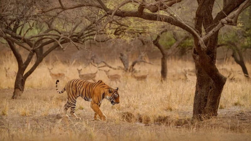 Ranthambore National Park: Safari Ticket with Pickup Option - Introduction: What Makes this Ranthambore Safari Stand Out?