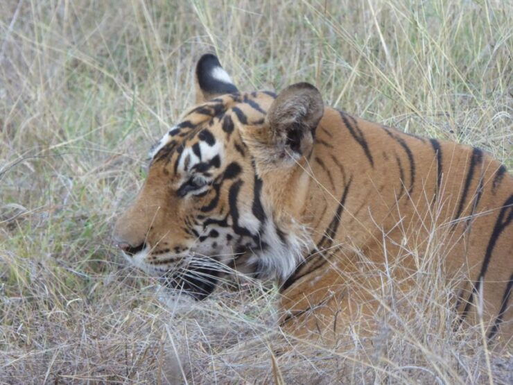 Ranthambore National Park - Wildlife and Nature Exploration